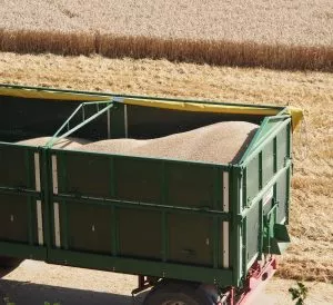 Getreideernte in Thringen 2016