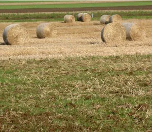 Agrarwirtschaft in Schleswig-Holstein