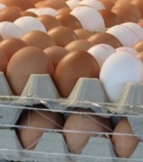 Aktueller Eierpreis