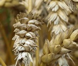 Getreidemarkt Getreidepreise