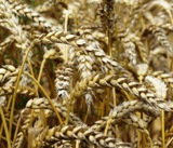 Getreidemarkt-Informationen