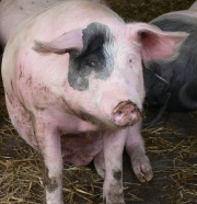 Schweinepreise NRW 01.08.2023