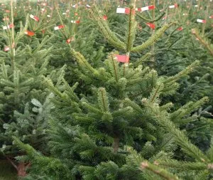 Weihnachtsbaummarkt 2016